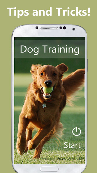 Play Dog Training 