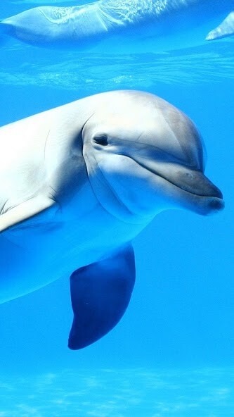 Play Dolphin Live Wallpaper Play Dolphin Live Wallpaper