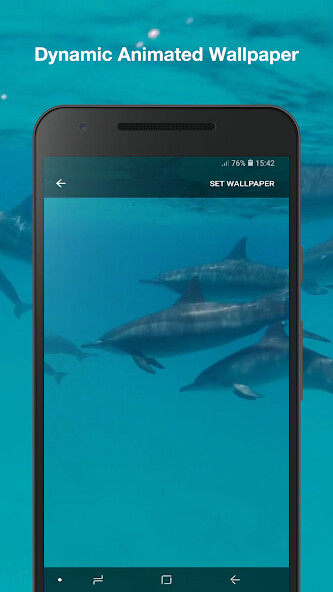 Play Dolphins Live Wallpaper Play Dolphins Live Wallpaper