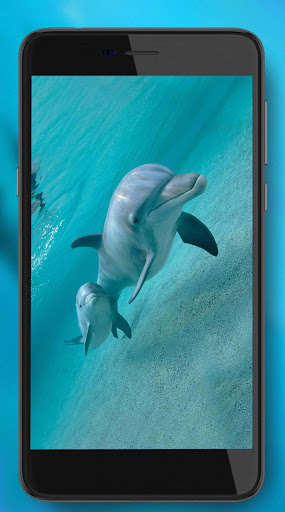 Play Dolphins Sounds live wallpaper 