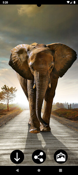 Play APK Elephant Wallpapers  and enjoy Elephant Wallpapers with UptoPlay com.Infinity.elephant