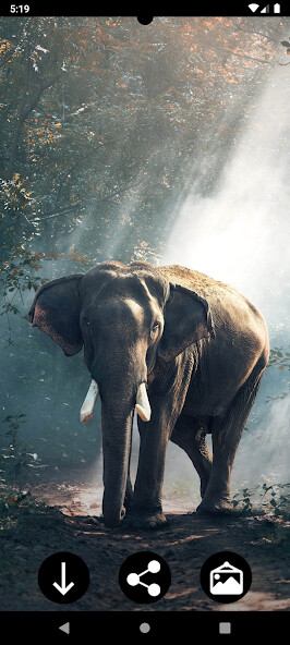 Play APK Elephant Wallpapers  and enjoy Elephant Wallpapers with UptoPlay com.Infinity.elephant