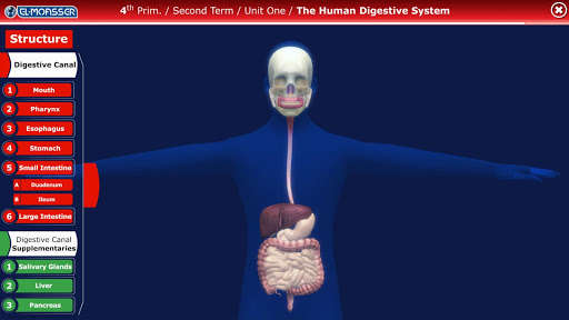 Play APK El-Moasser Digestive System 3D  and enjoy El-Moasser Digestive System 3D with UptoPlay com.Company.DigestiveSystemTablet
