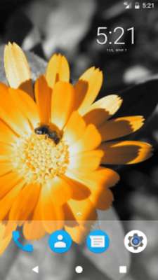 Play Flower Beauty HD Wallpapers 