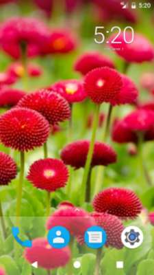 Play Flower Beauty HD Wallpapers 