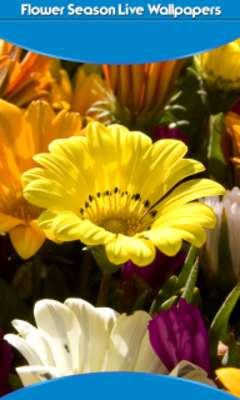Play Flower Season Live Wallpapers 