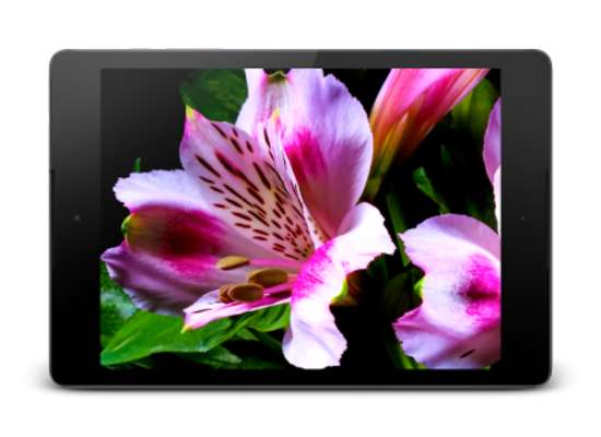 Play Flowers Video Wallpaper 