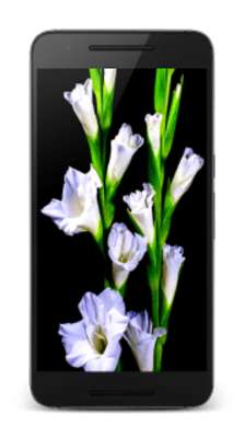 Play Flowers Video Wallpaper 