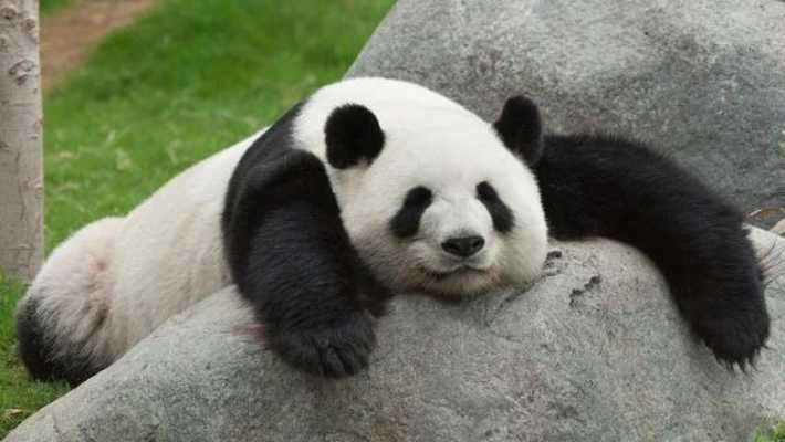 Play Flying Panda Play Flying Panda