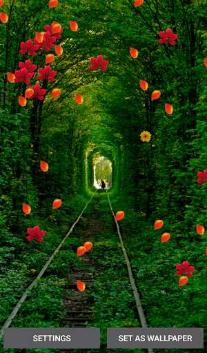 Play Forest Live Wallpapers Play Forest Live Wallpapers