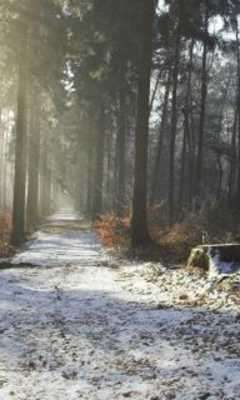 Play Forest Wood Wallpaper 
