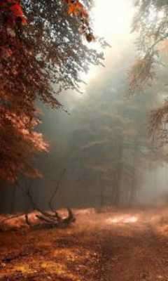 Play Forest Wood Wallpaper 