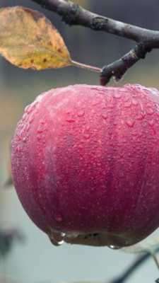 Play free apple wallpaper Play free apple wallpaper