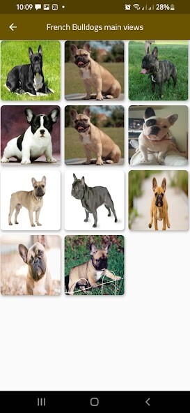 Play French bulldogs 