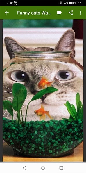 Play APK Funny cats Wallpapers  and enjoy Funny cats Wallpapers with UptoPlay com.Infinity.funnycats