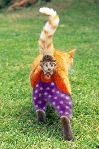 Play Funny pictures 18 