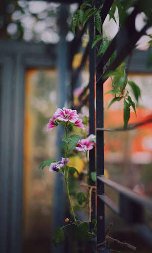 Play Garden HD Wallpapers Play Garden HD Wallpapers