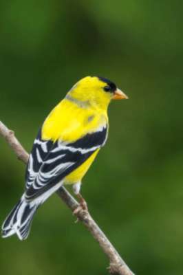 Play goldfinch bird song 