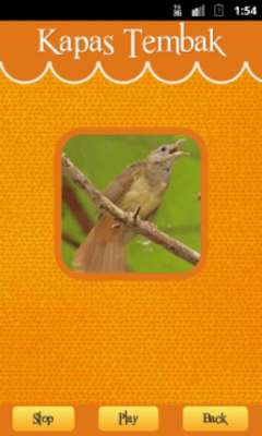 Play Grey-cheeked Bulbul 
