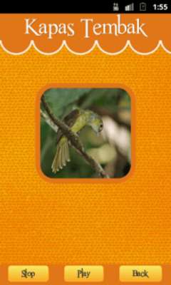 Play Grey-cheeked Bulbul 