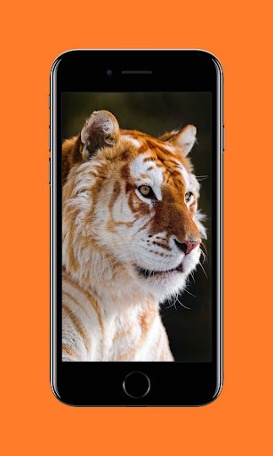 Play HD Tiger Wallpapers 
