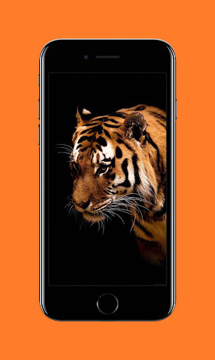 Play HD Tiger Wallpapers 