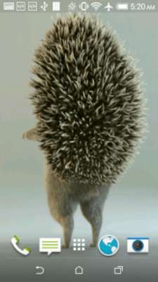 Play Hedgehog 3D Video LWP 