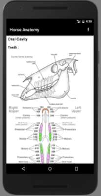 Play Horse Anatomy Diagrams : Equine Anatomy Play Horse Anatomy Diagrams : Equine Anatomy