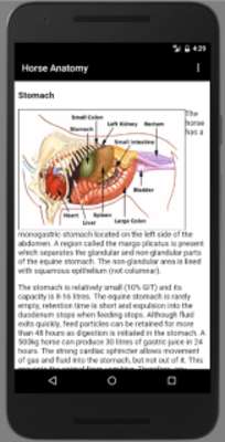 Play Horse Anatomy Diagrams : Equine Anatomy Play Horse Anatomy Diagrams : Equine Anatomy