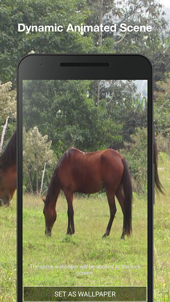 Play Horse Live Wallpaper 