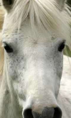 Play Horses Themes Live 