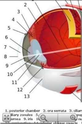 Play Human Anatomy Pro Play Human Anatomy Pro