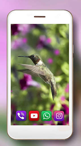 Play Hummingbird live wallpaper 