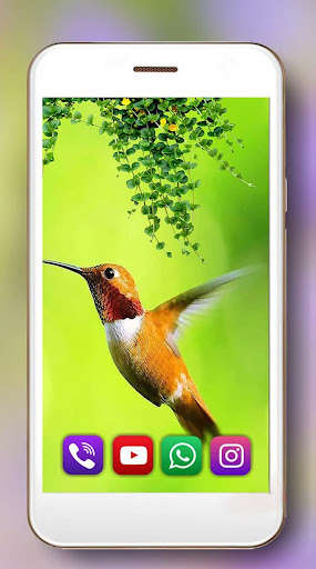 Play Hummingbird live wallpaper 