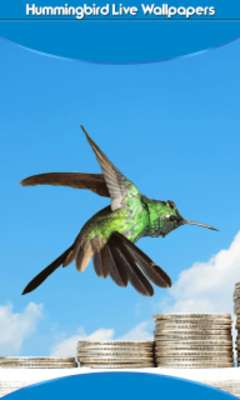 Play Hummingbird Live Wallpapers 