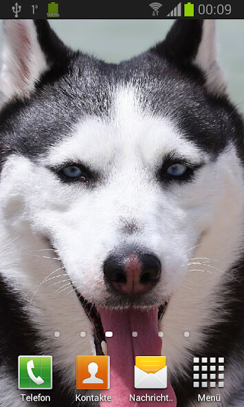Play APK Husky Live Wallpaper  and enjoy Husky Live Wallpaper with UptoPlay com.HuskyLiveWallpaper