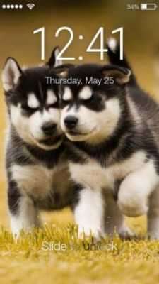 Play Husky Puppy Screen Lock 