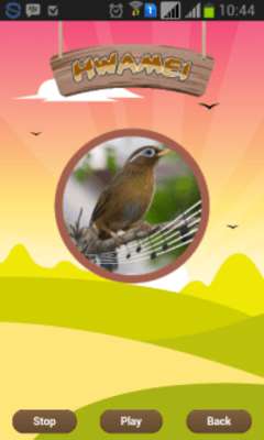 Play Hwamei (Garrulax canorus) 
