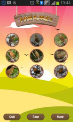 Play Hwamei (Garrulax canorus) 