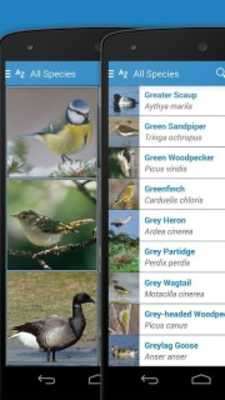 Play iKnow Birds 2 PRO Play iKnow Birds 2 PRO