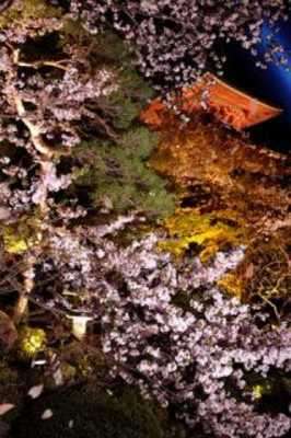 Play JapaneseSakura LWallpaper 