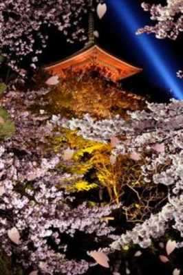 Play JapaneseSakura LWallpaper 