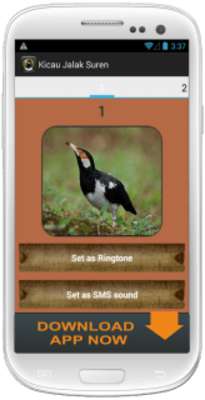 Play Kicau Burung Jalak Suren 