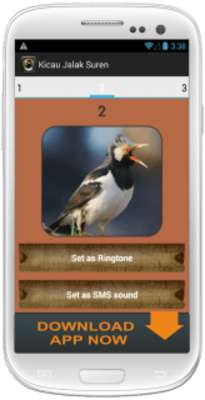 Play Kicau Burung Jalak Suren 