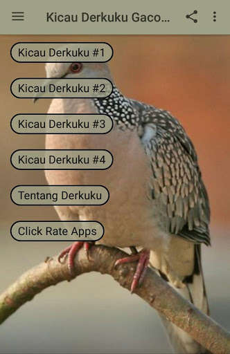 Play APK Kicau Derkuku Gacor Manggung  and enjoy Kicau Derkuku Gacor Manggung with UptoPlay com.octopus.inc.kicau.derkuku.gacor.manggung