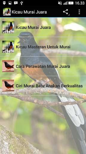 Play APK Kicau Murai Juara Hd  and enjoy Kicau Murai Juara Hd with UptoPlay com.tidut.kicaumuraijuara