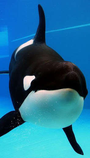 Play APK Killer Whale Wallpaper HD  and enjoy Killer Whale Wallpaper HD with UptoPlay com.app3dwallpaperhd.killerwhalewallpaper