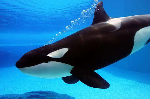 Play APK Killer Whale Wallpaper HD  and enjoy Killer Whale Wallpaper HD with UptoPlay com.app3dwallpaperhd.killerwhalewallpaper