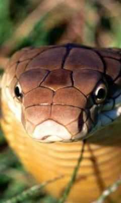 Play king cobra snake lwp 