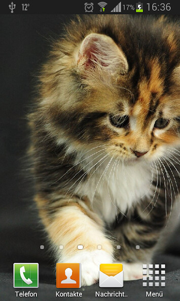 Play Kittens Live Wallpaper 